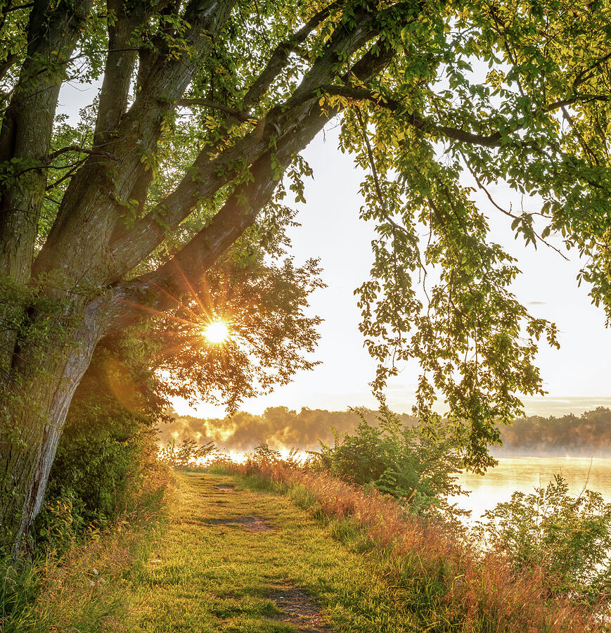 Golden sunlight passing through a large tree along a misty lakeside path in Lima Ohio